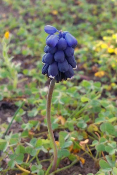 Muscari négligé
